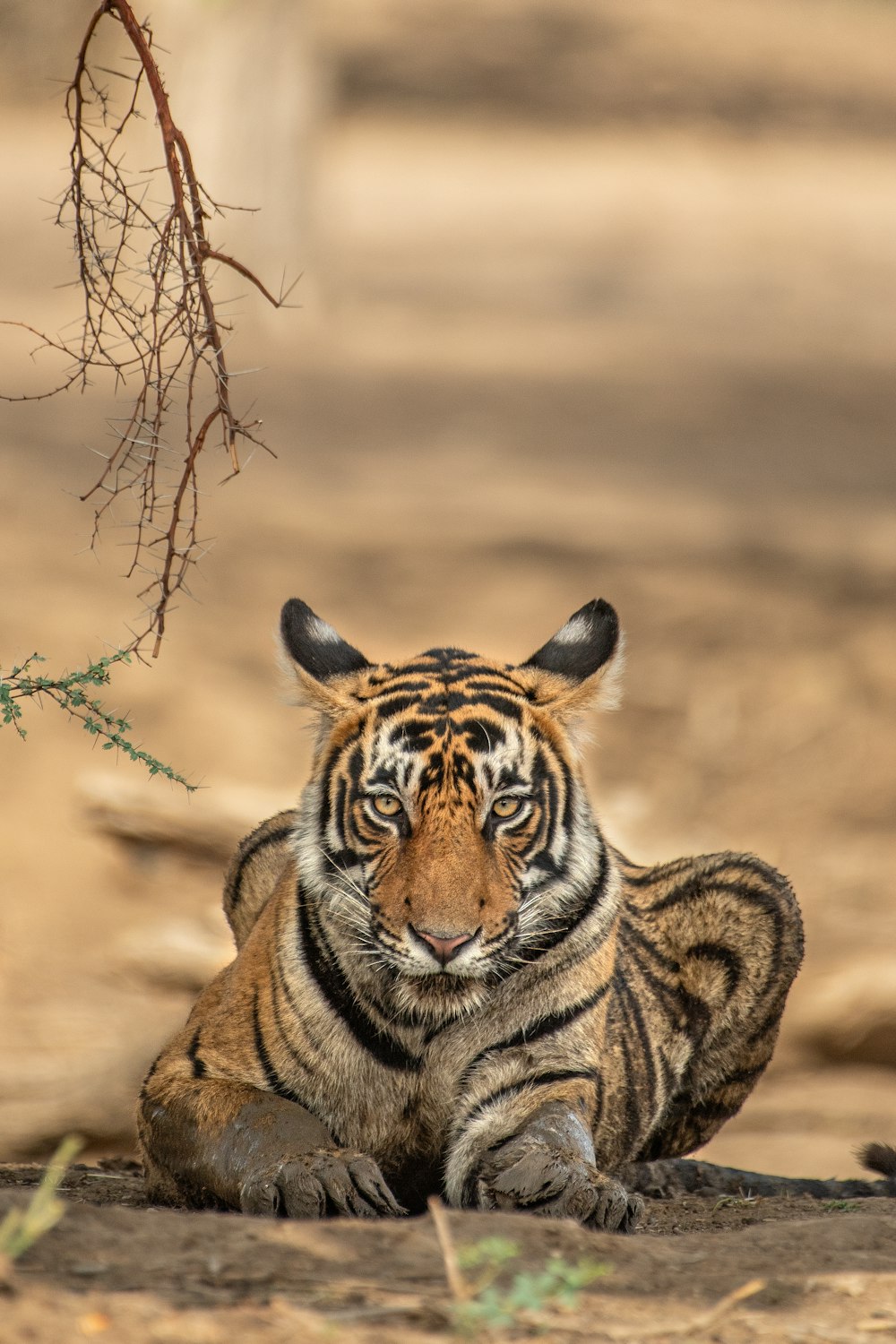 Tigergarnele, die tagsüber auf dem Boden liegt