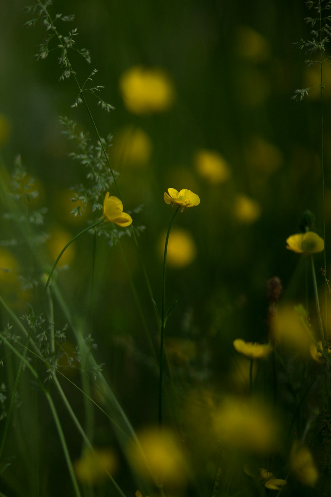 shallow focus photography of yellow flowers