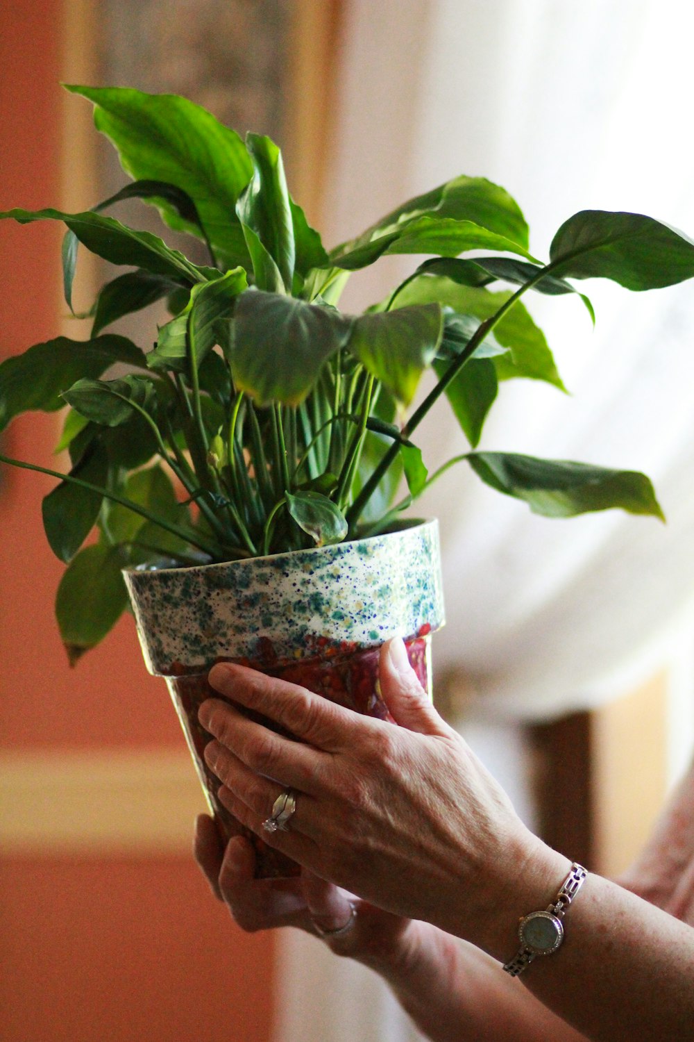 person holding green-leafed plant on pot