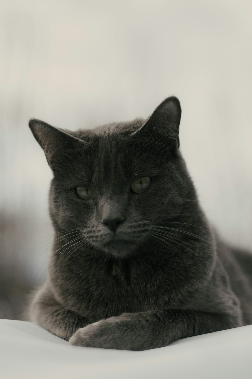 selective focus photography of gray caat