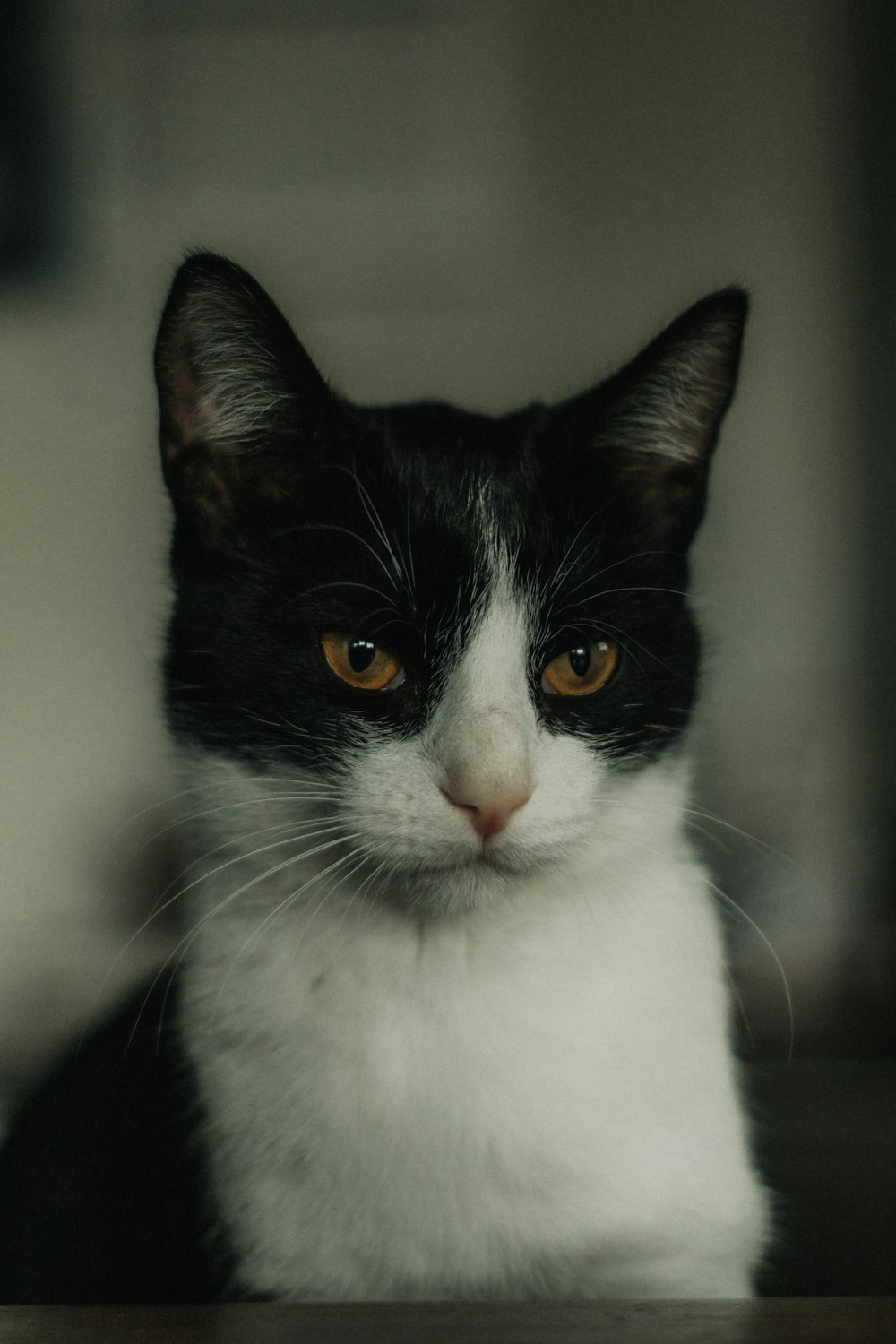 black and white tuxedo cat