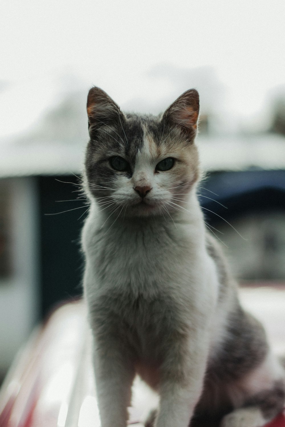 short-fur white and brown cat