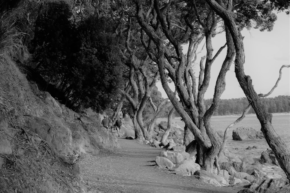 grayscale photo of trees