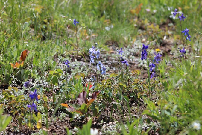 Exploring the Benefits of Wet Meadows Seed Sales