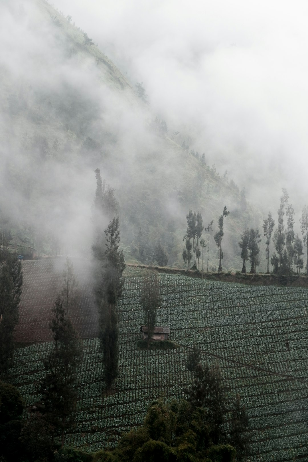 Forest photo spot Bromo Tengger Semeru National Park Batu