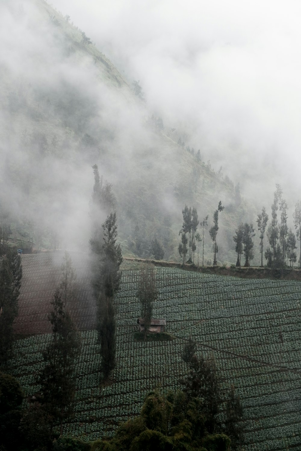 trees under clouds