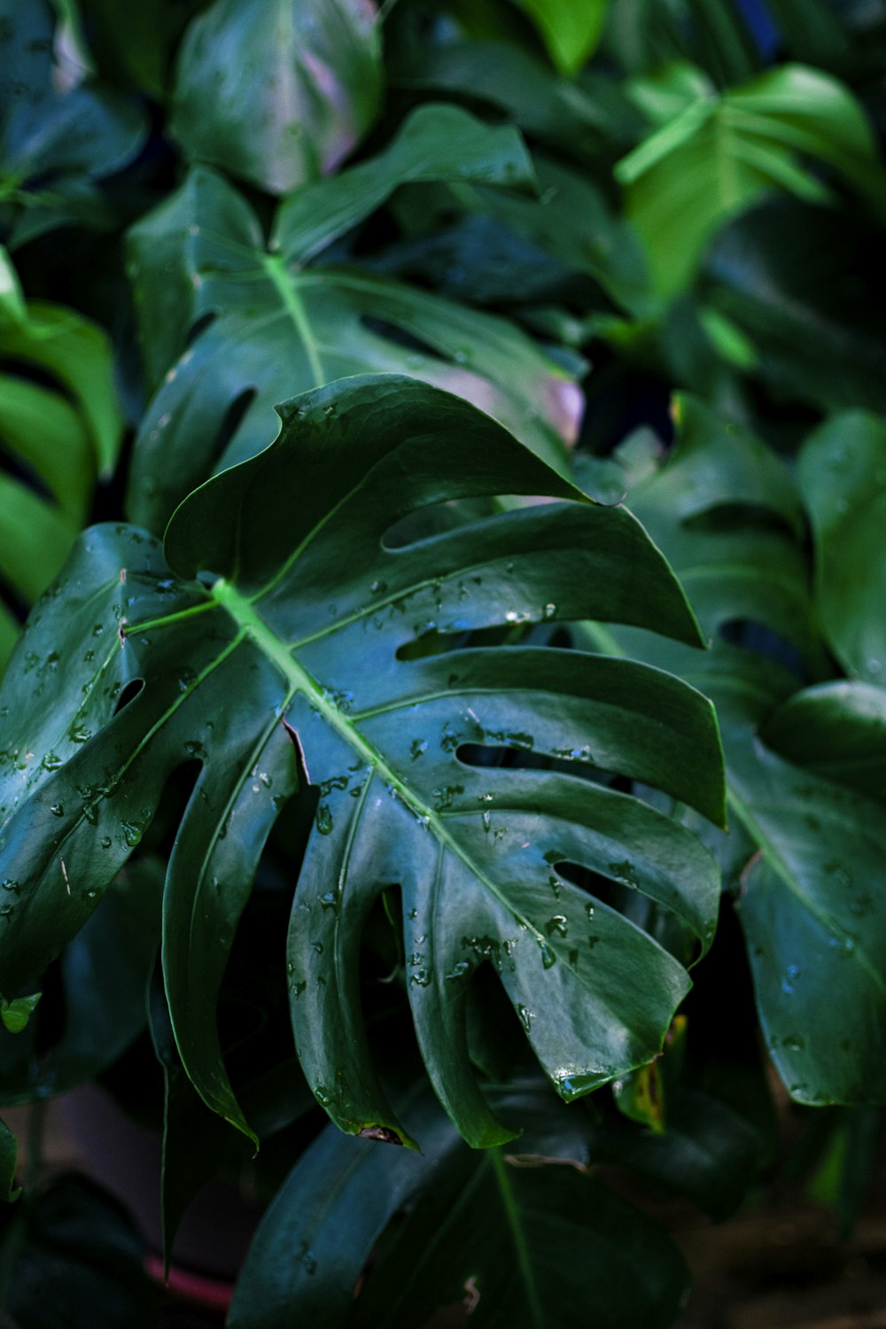 green-leafed plant in close-up photography
