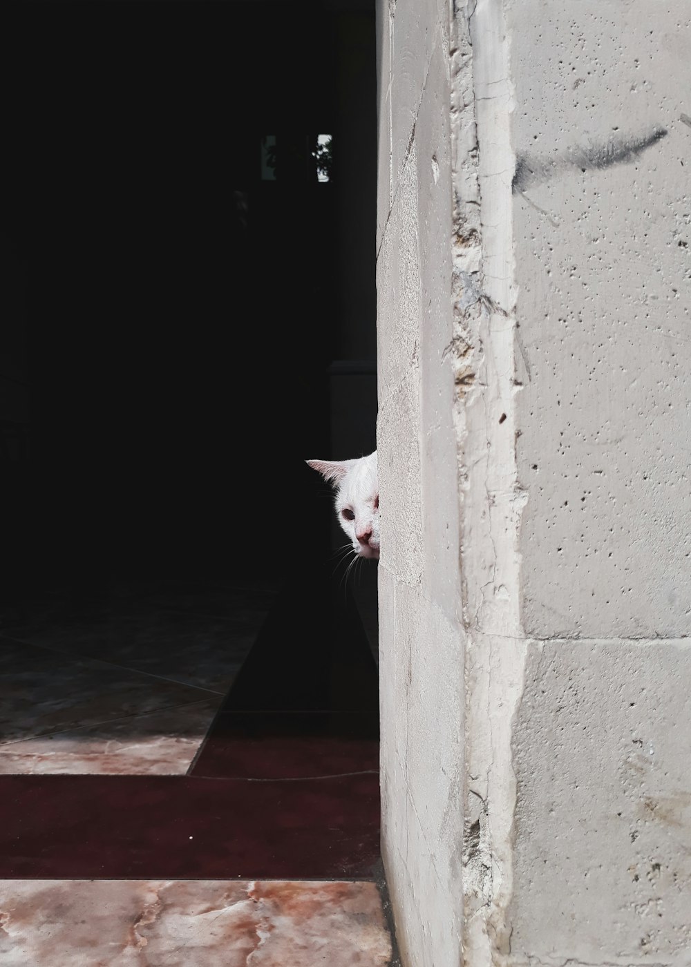 white cat beside wall