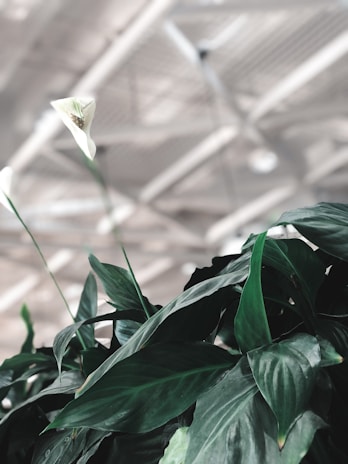 An air-purifying peace lily in full bloom, its glossy green leaves and white flowers adding freshness to a modern living room.