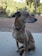 A medium-sized dog with light brown fur and a darker brown nose sits on a concrete surface. The dog's ears are perked up, and it looks attentively towards the right. In the background, there are trees, shrubs, and some potted plants, creating a calm, natural setting.