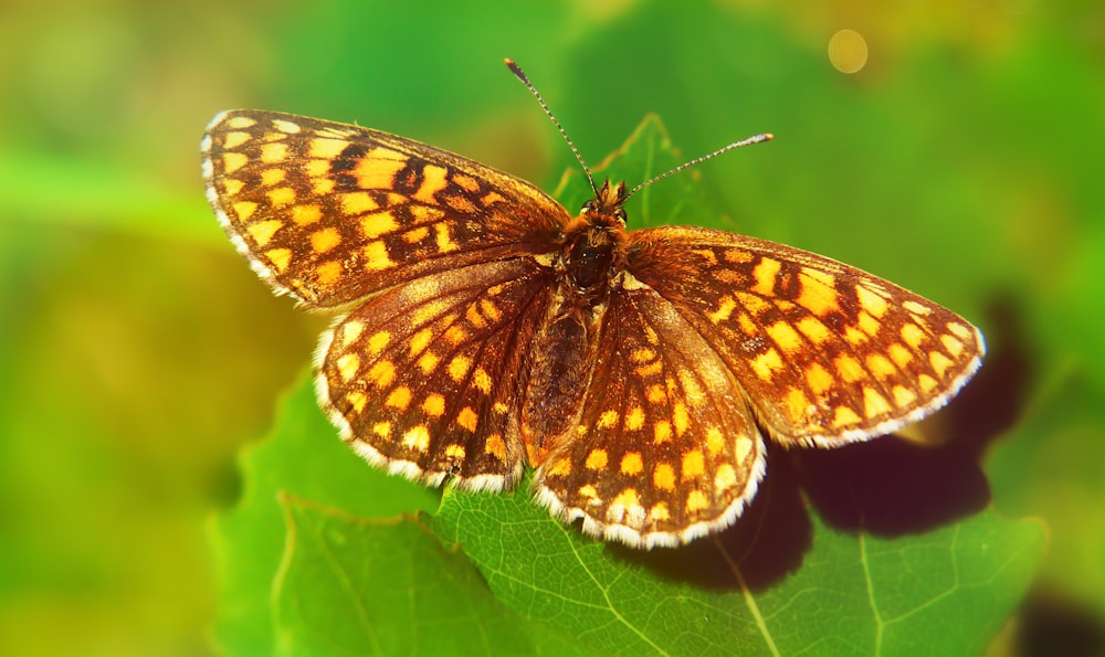 selective focus photography of yellow butterfly