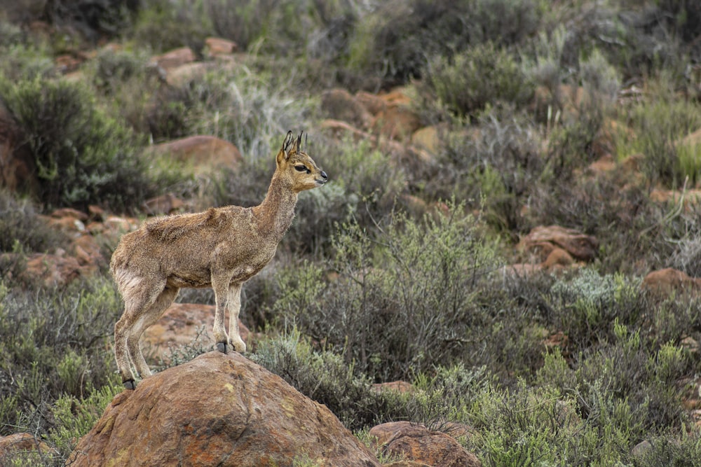 brown deer standing on brown rock during daytime