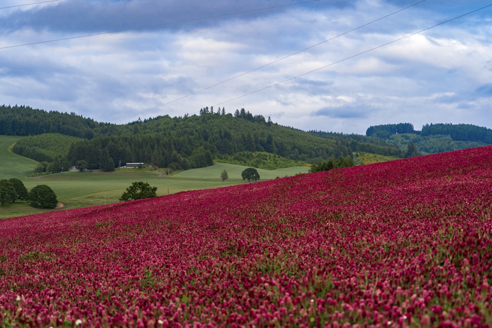 red flower filed across green forest during daytime