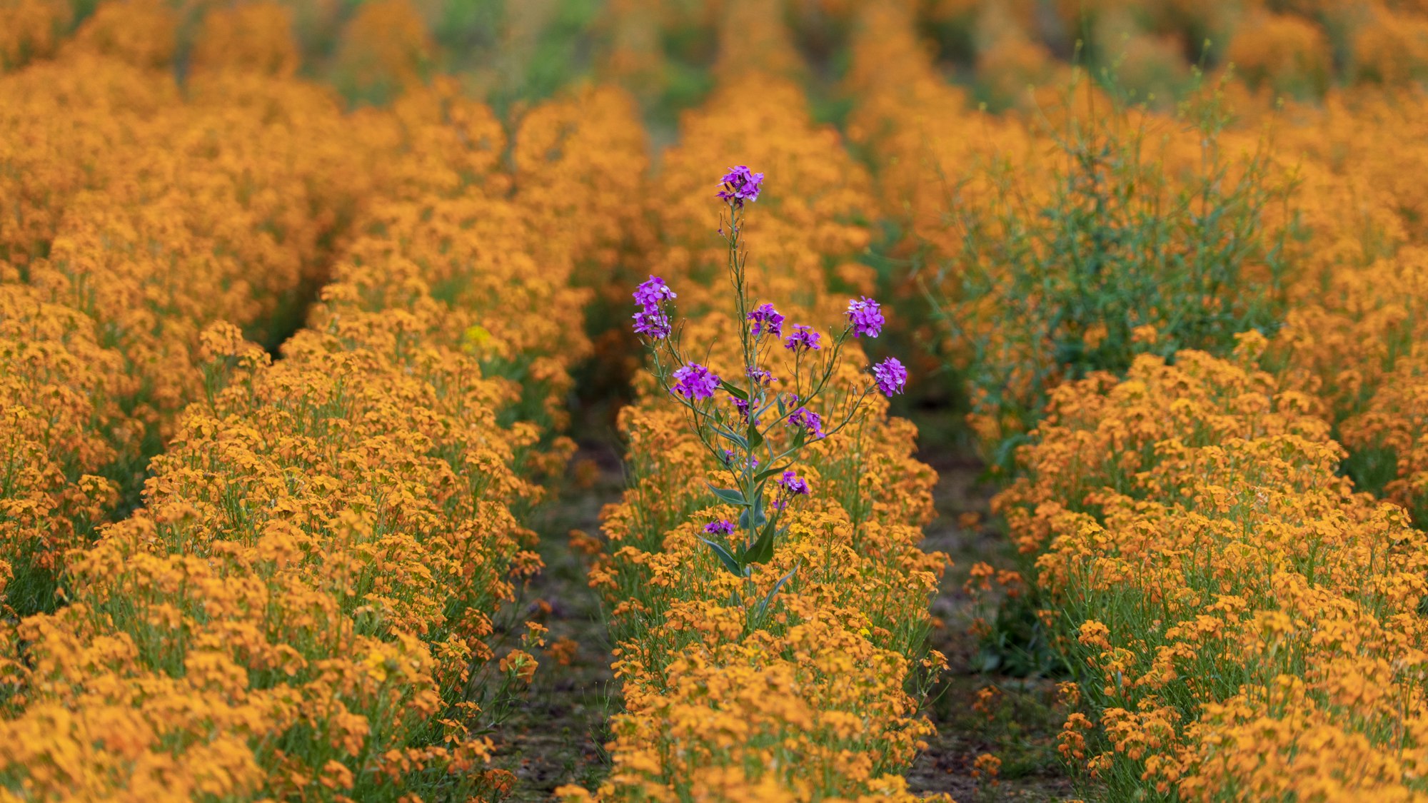 I think there's a good metaphor here for standing out or being yourself. There's a short window when all the huge fields of flowers bloom in the Willamette Valley in Oregon. I drove past a big field of these gold-orange flowers and noticed random specks of purple. I pulled over and saw this magnificent violet-colored flower sticking out in this row of the gold-orange flowers. I cropped this so it can scale down to a standard widescreen desktop background. 