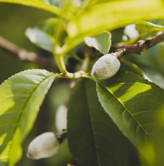 Close-up of unripe almonds growing on a branch with green leaves surrounding them. The almonds are fuzzy and light green, suggesting early growth stage, and the leaves display intricate vein patterns.