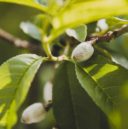 Close-up of unripe almonds growing on a branch with green leaves surrounding them. The almonds are fuzzy and light green, suggesting early growth stage, and the leaves display intricate vein patterns.