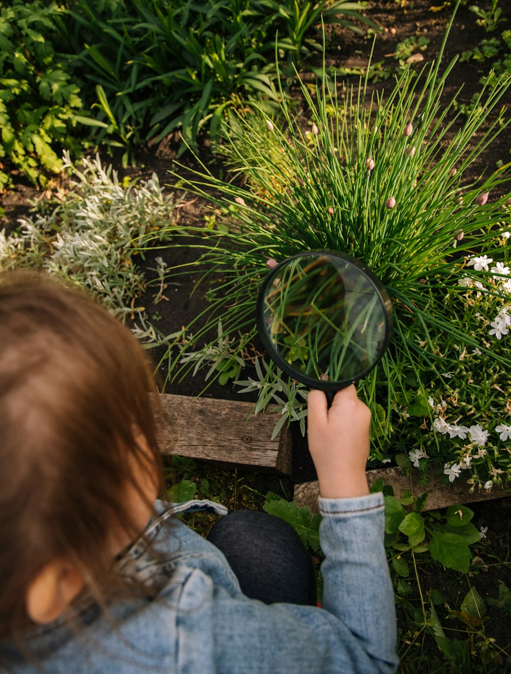 person holding a magnifying glass near a plant during daytime close-up photography