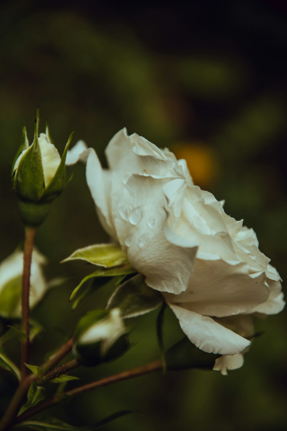 white-petaled flower