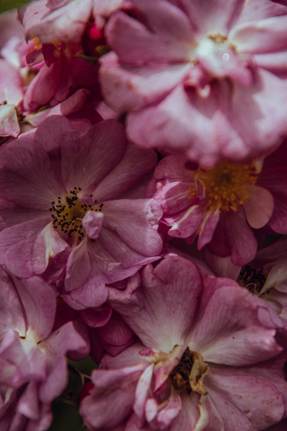 pinkk petaled flower lot