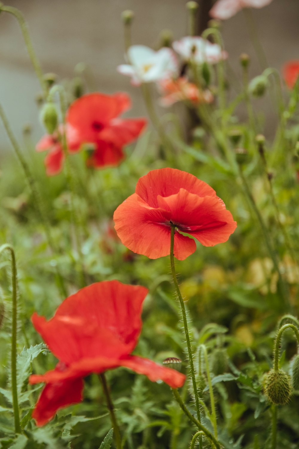 Fotografia com foco seletivo de flores de pétalas vermelhas durante o dia