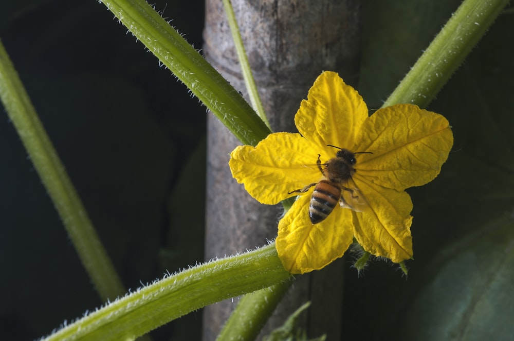 honey bee perching on yellow-petaled flower