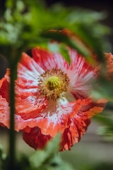 A sleek black and gold minimalist logo featuring a golden poppy flower on a dark background.