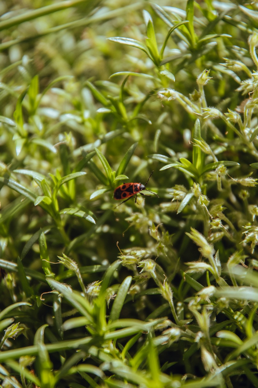 brown bug on green leaf plant