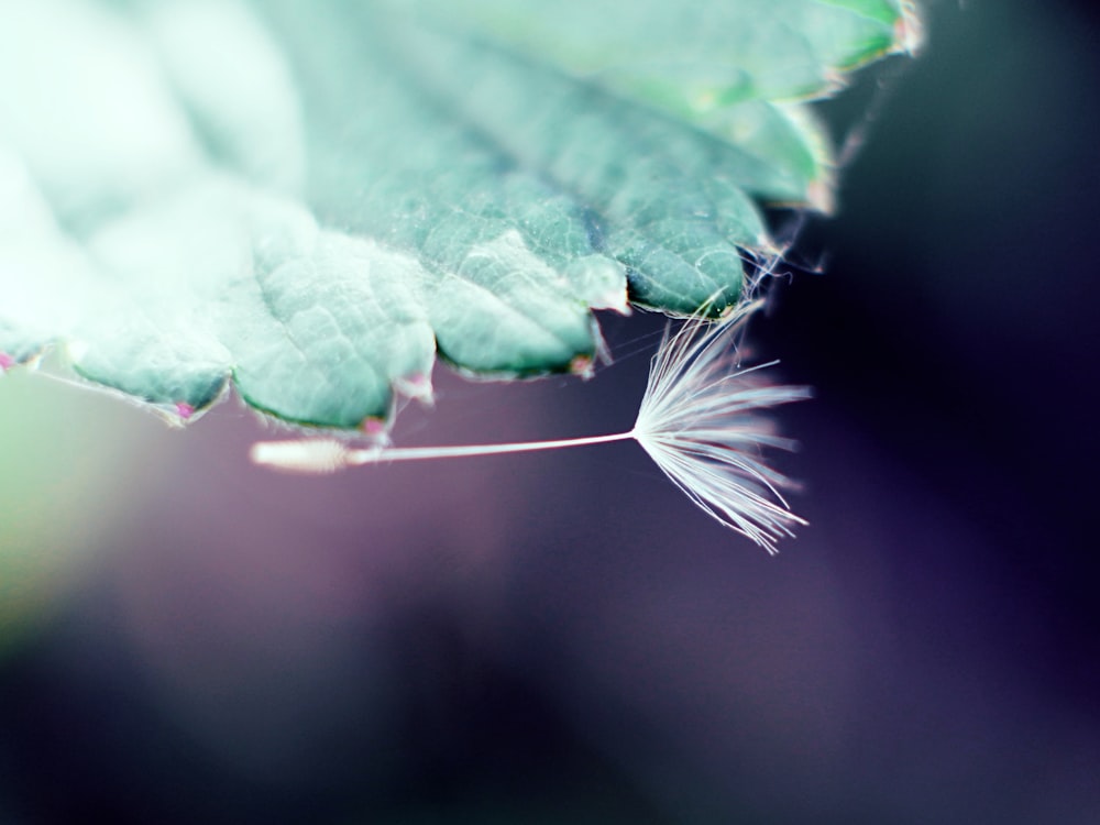 white dandelion flower