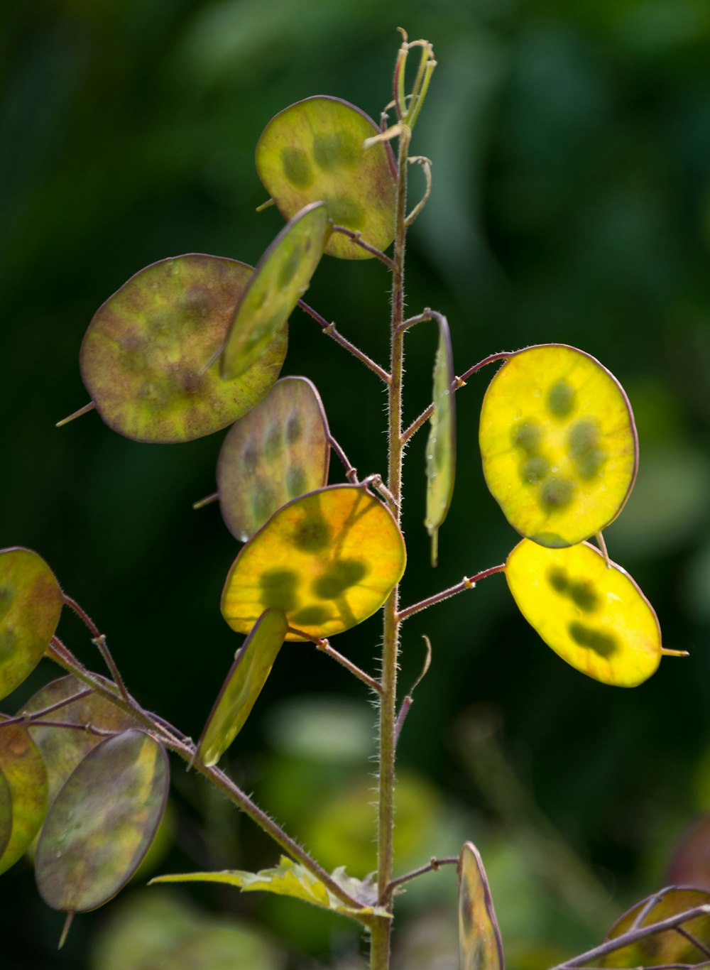 green leafed plant