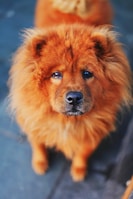 shallow focus photo of long-coated brown dog