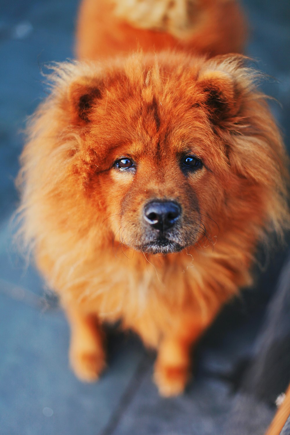 shallow focus photo of long-coated brown dog