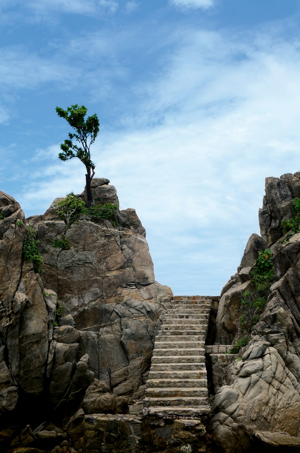 trees near stairs