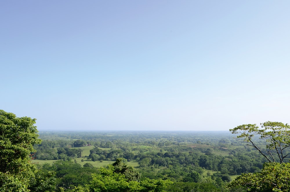 árvores verdes e campo durante o dia