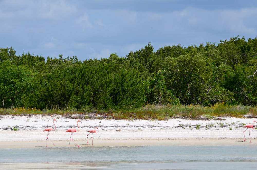 three pink flamingos near shore during daytime