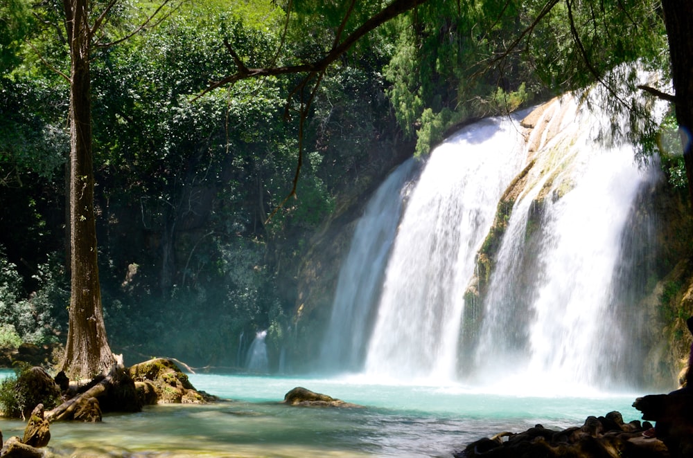 waterfalls near trees