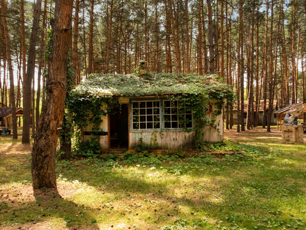 braunes Holzhaus mit Weinreben