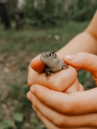 A lizard being carefully removed from a home by a pest control expert.