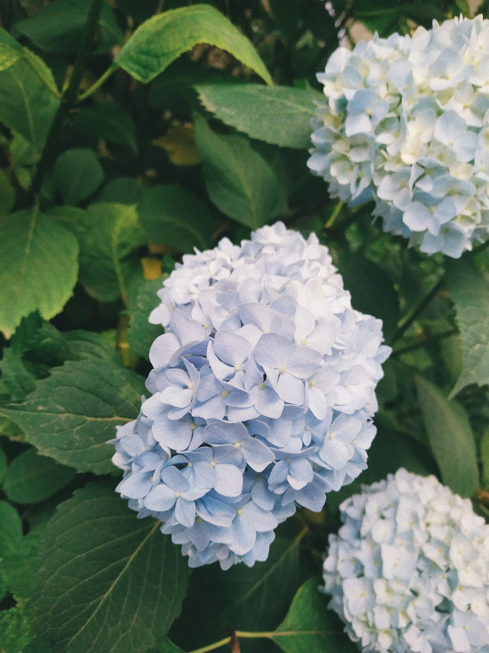 blue hydrangea flowers