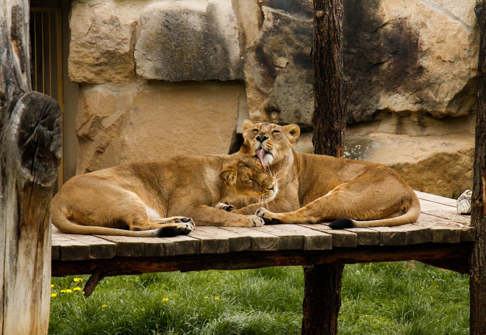 brown lion and lioness lying on brown wooden surface during daytime