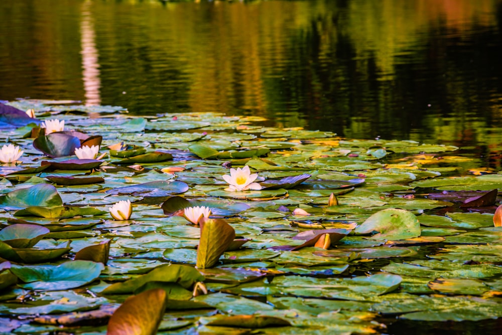 water lilies on body of water