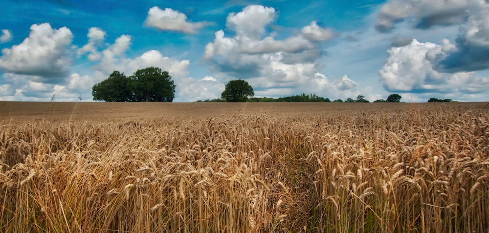 Campo de trigo sob céu nublado durante o dia
