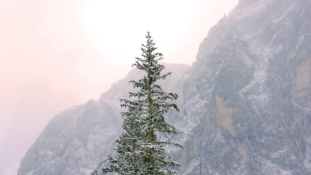 close photography of pine tree