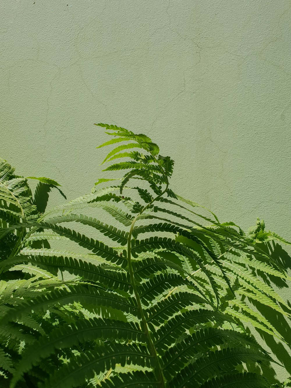 green-leafed fern plant