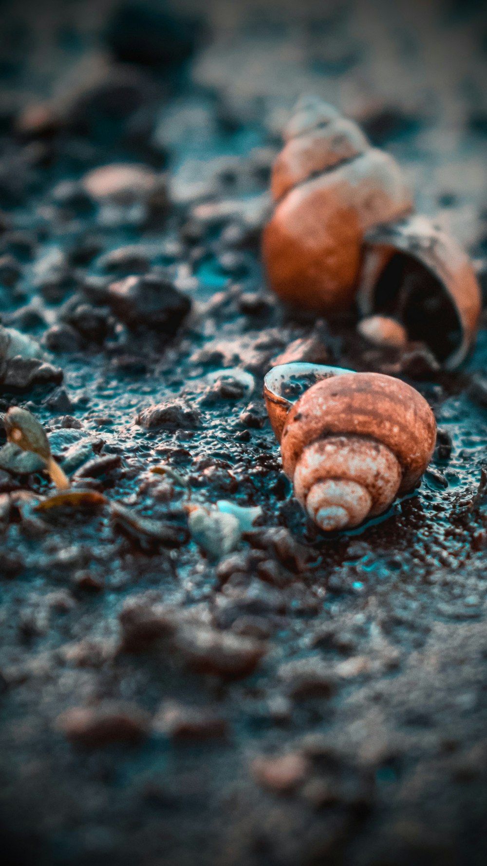two snails on soil ground