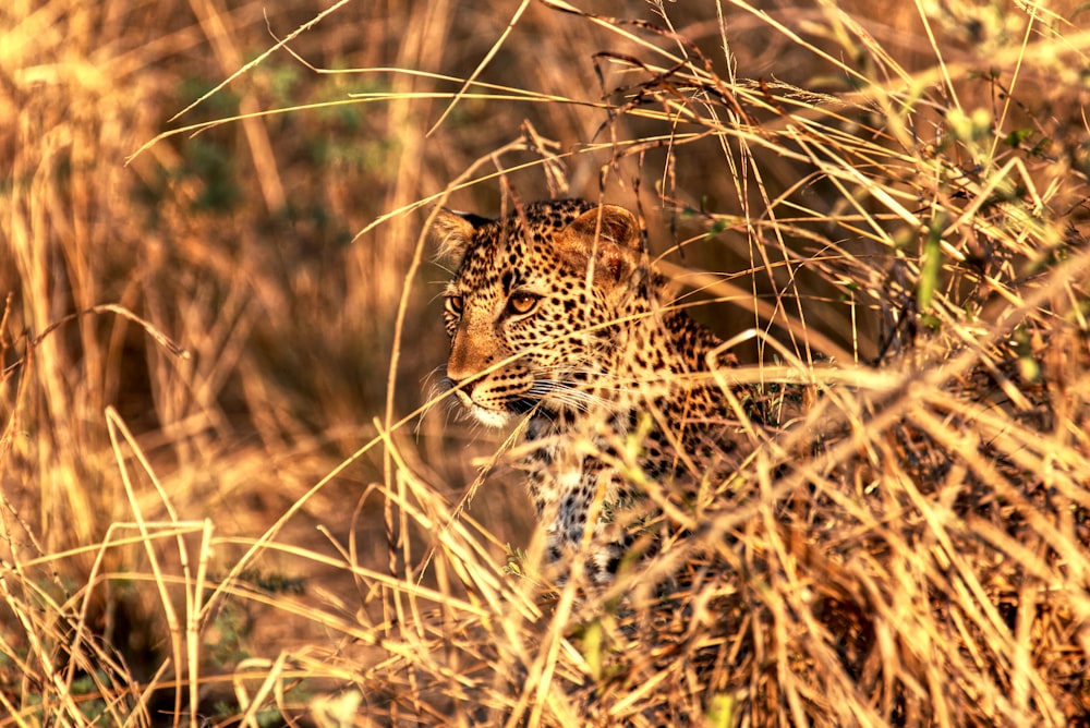 brown leopard on grass field