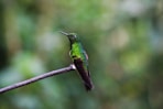 green bird perched on twig