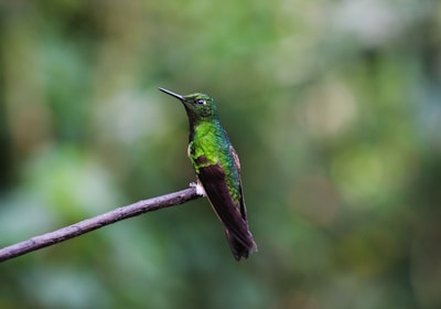 costa_rica_rundreisen_kolibri_in_monteverde