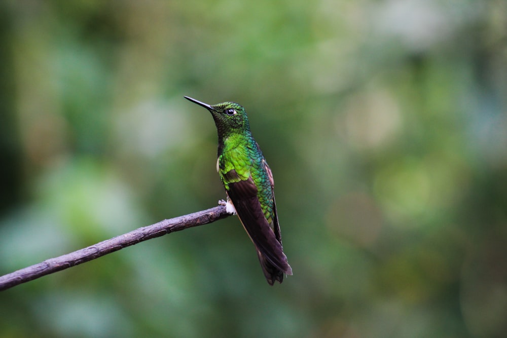 green bird perched on twig