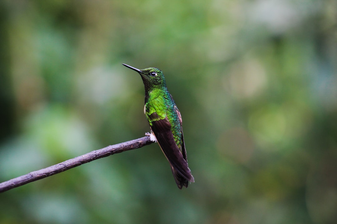 Colombian Hummingbird
