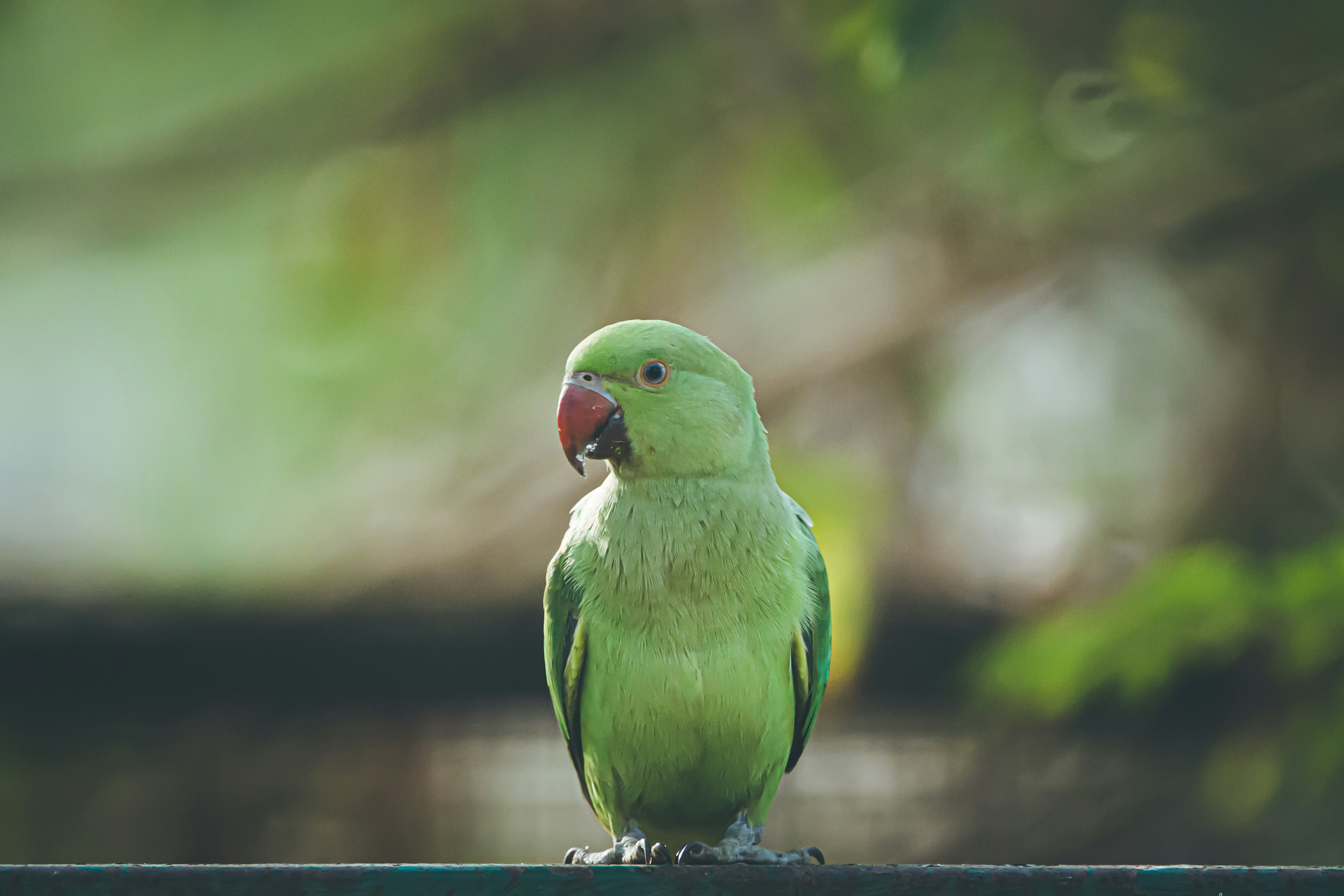 green bird in close-up photography